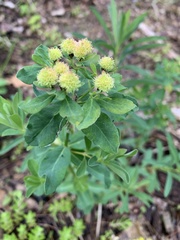 Euphorbia epithymoides