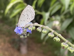Celastrina