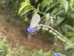 Celastrina