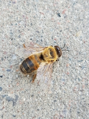 Apis mellifera