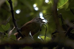 Thryophilus rufalbus