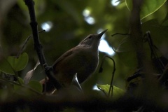 Thryophilus rufalbus