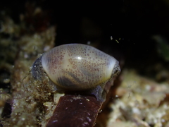 Atys semistriatus