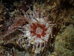 Bunodactis altifossa