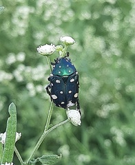 Protaetia alboguttata