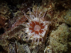 Bunodactis altifossa