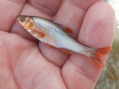 Notropis topeka
