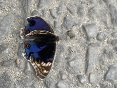 Junonia orithya