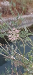 Apiaceae