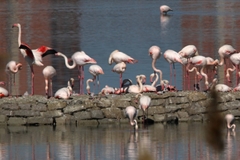 Phoenicopterus roseus