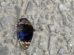 Junonia orithya