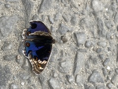 Junonia orithya