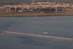 Phoenicopterus roseus