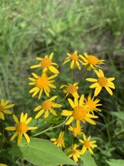 Packera pseudaurea