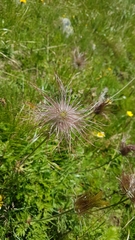 Pulsatilla