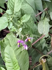 Solanum dulcamara