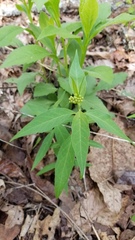 Asclepias quadrifolia