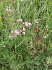 Apocynum venetum