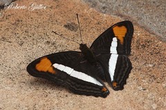 Adelpha epizygis