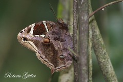 Opoptera aorsa aorsa