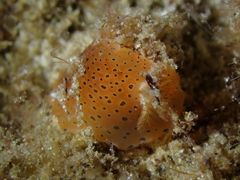 Dendrodoris guttata
