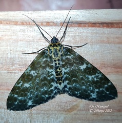 Arichanna albivertex