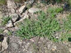 Nepeta × faassenii