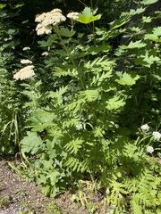 Tanacetum macrophyllum