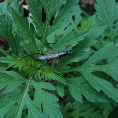 Calobatina