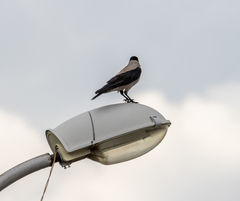 Corvus cornix