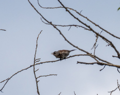 Turdus pilaris