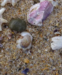 Patelloida latistrigata