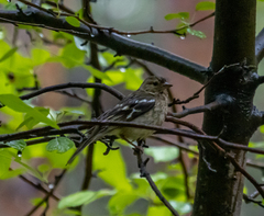 Fringilla coelebs