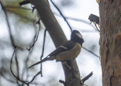 Parus major