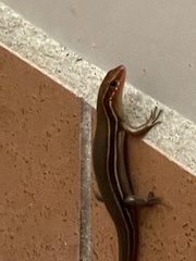 Plestiodon inexpectatus