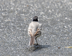 Motacilla alba