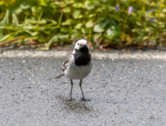 Motacilla alba