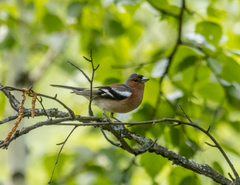 Fringilla coelebs