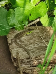 Lacerta agilis
