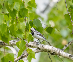 Motacilla alba