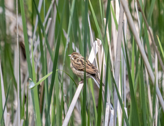 Emberiza schoeniclus