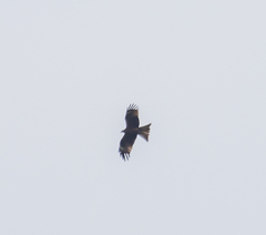 Milvus migrans