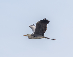 Ardea cinerea