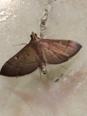 Tatobotys