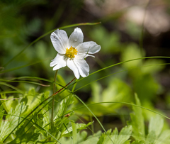 Anemonoides sylvestris