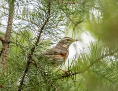 Turdus iliacus