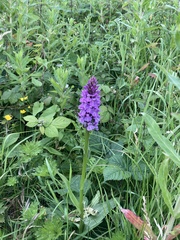 Dactylorhiza purpurella