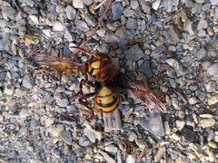 Vespa crabro