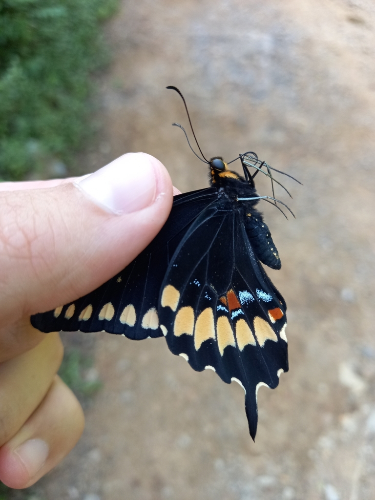 Poey's Black Swallowtail