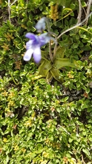 Pinguicula leptoceras